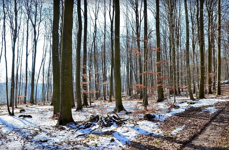 Winter auf der Börfinker Ochsentour qlc44e