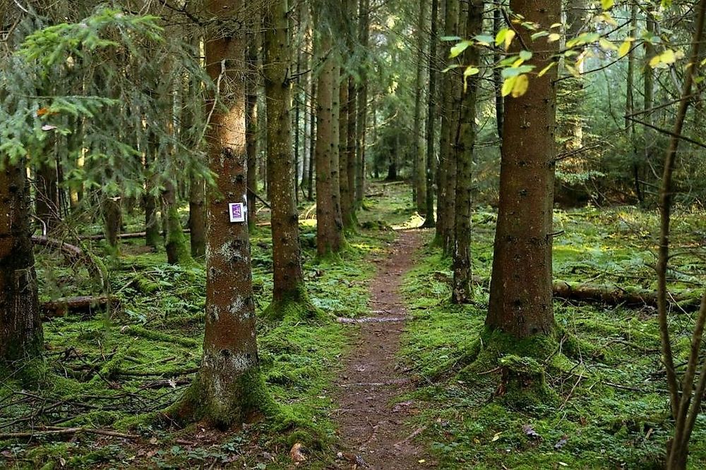 Traumschleife Gipfelrauschen qgtsgf