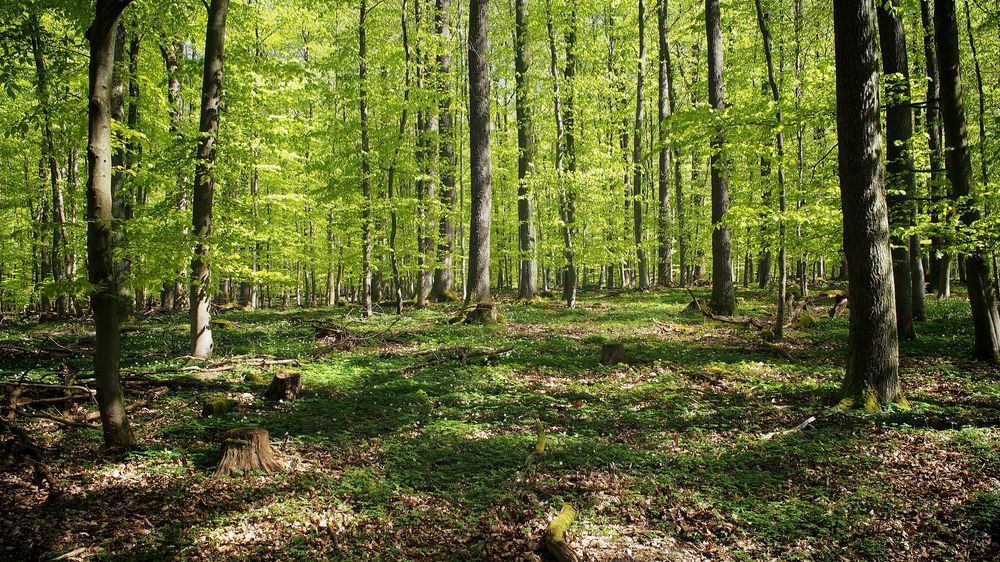 Kirchspiel Wanderweg rund um Blankenrath qfxoe2