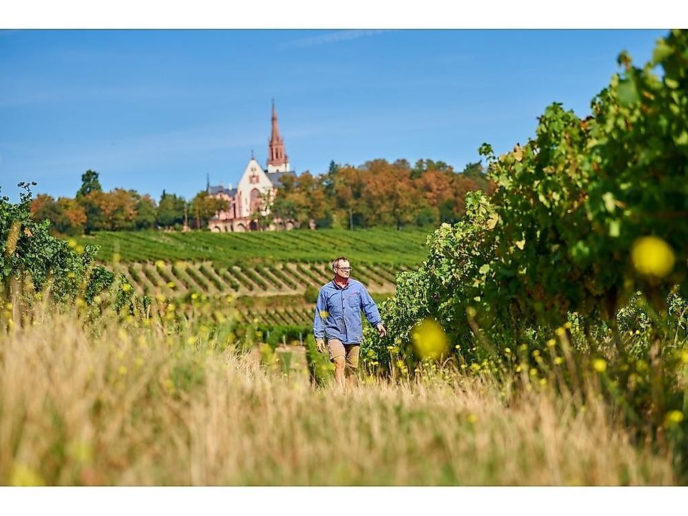 Werde Winzer – „Jahrgang in Arbeit“ qh7t7s