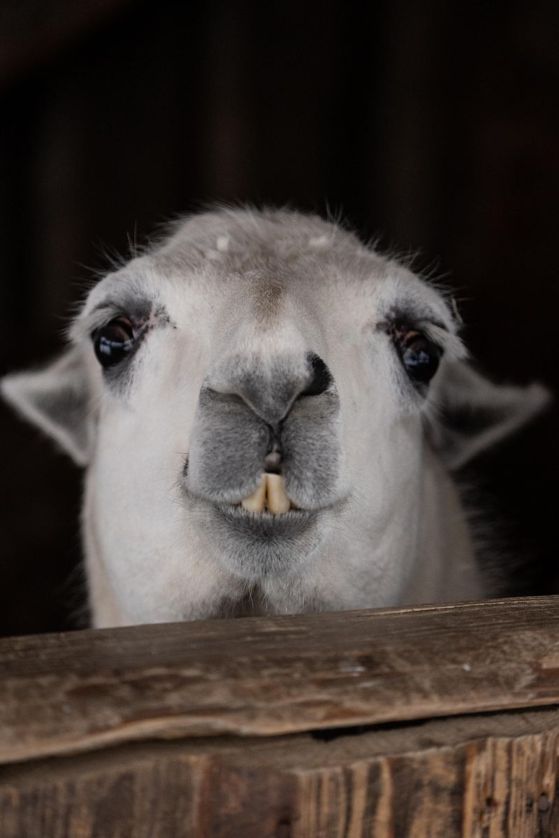 Tierpark Rheinböllen qcbeph