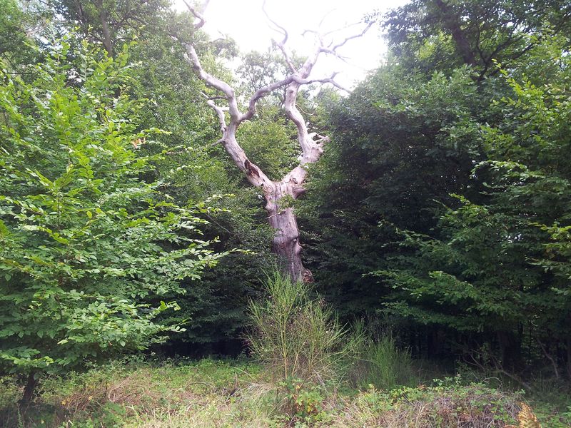 Gehaichnisweg Bickenbach pwl7xc
