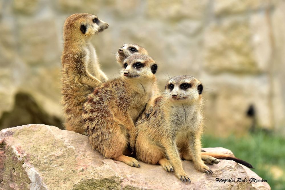 Tierpark Rheinböllen pvteq9