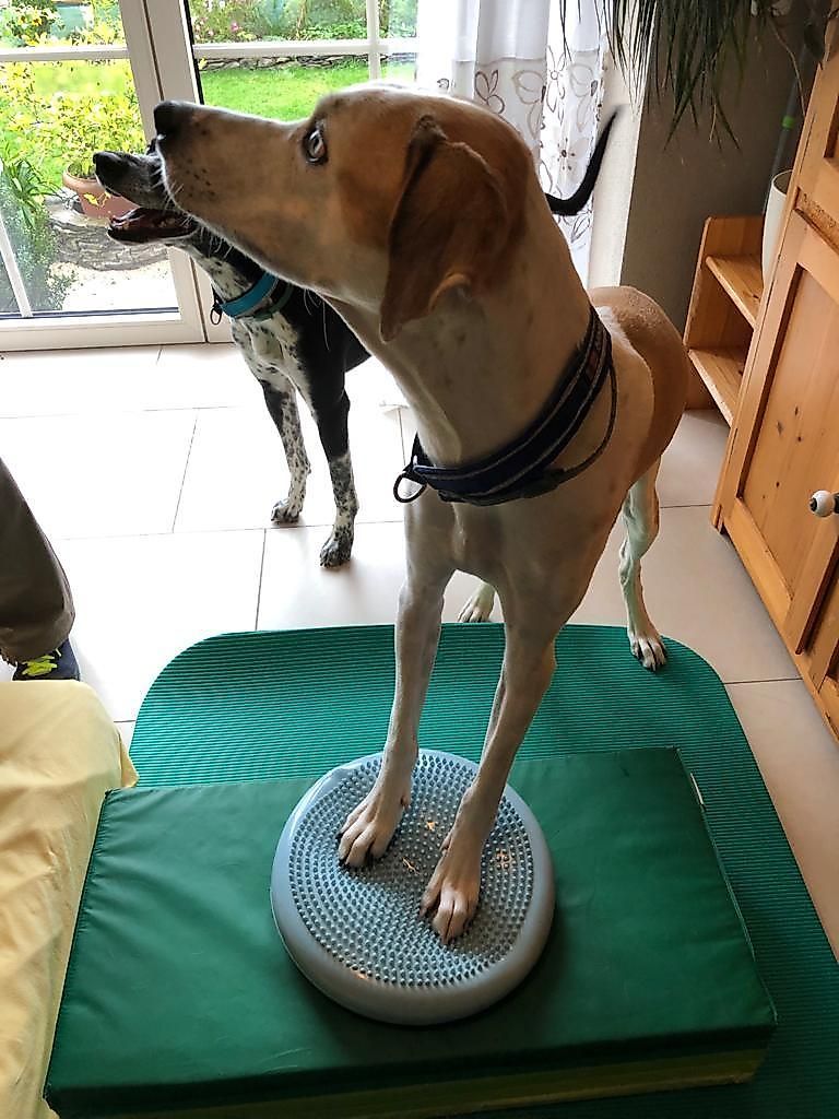 Hundephysiotherapie Mobile Pfoten piur6h