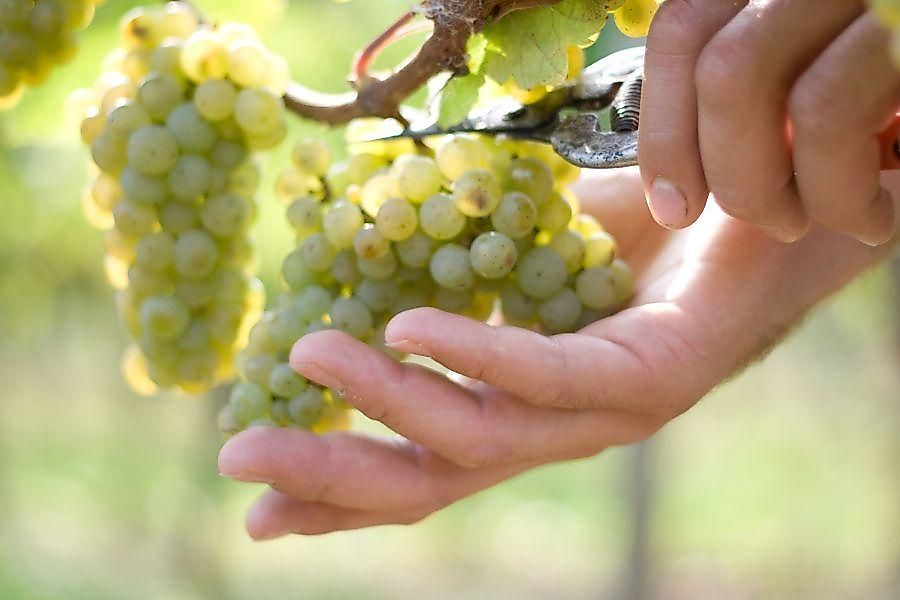 Ferienzimmer Weingut Barth Sommerloch percug