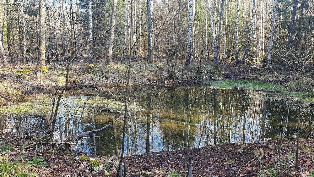 Naturschleife Oberes Simmerbachtal q68n65