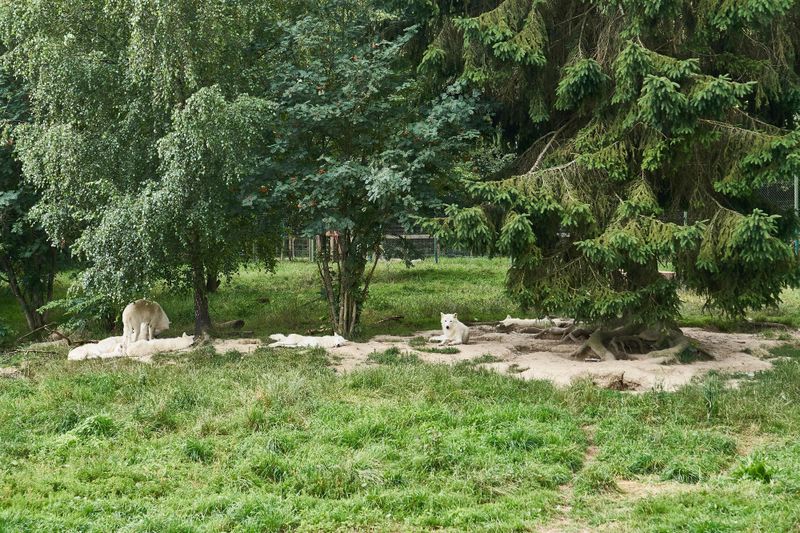 Tierpark Rheinböllen q0kzyi