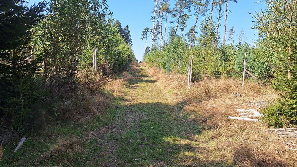 Kinderwald am Grenzgängerweg ok43m9