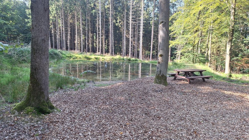 Himmelsteich Birkheim oescpv