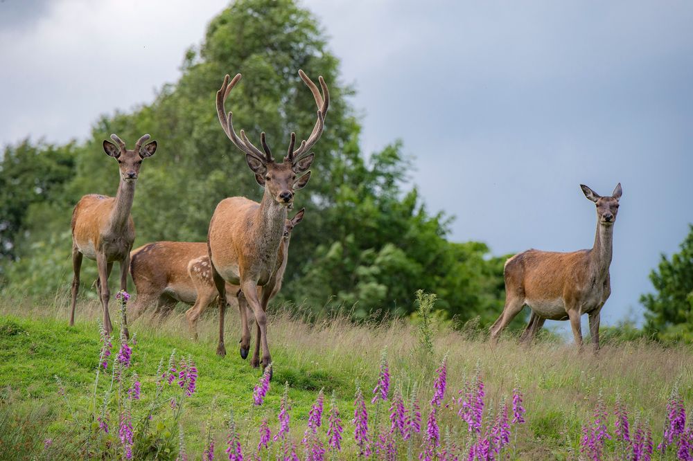 Nationalpark Traumschleife Börfinker Ochsentour nyp77k