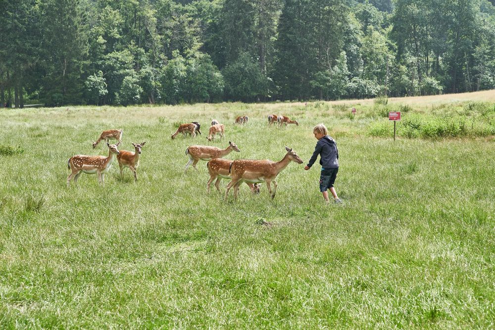 Tierpark Rheinböllen nvwnqd