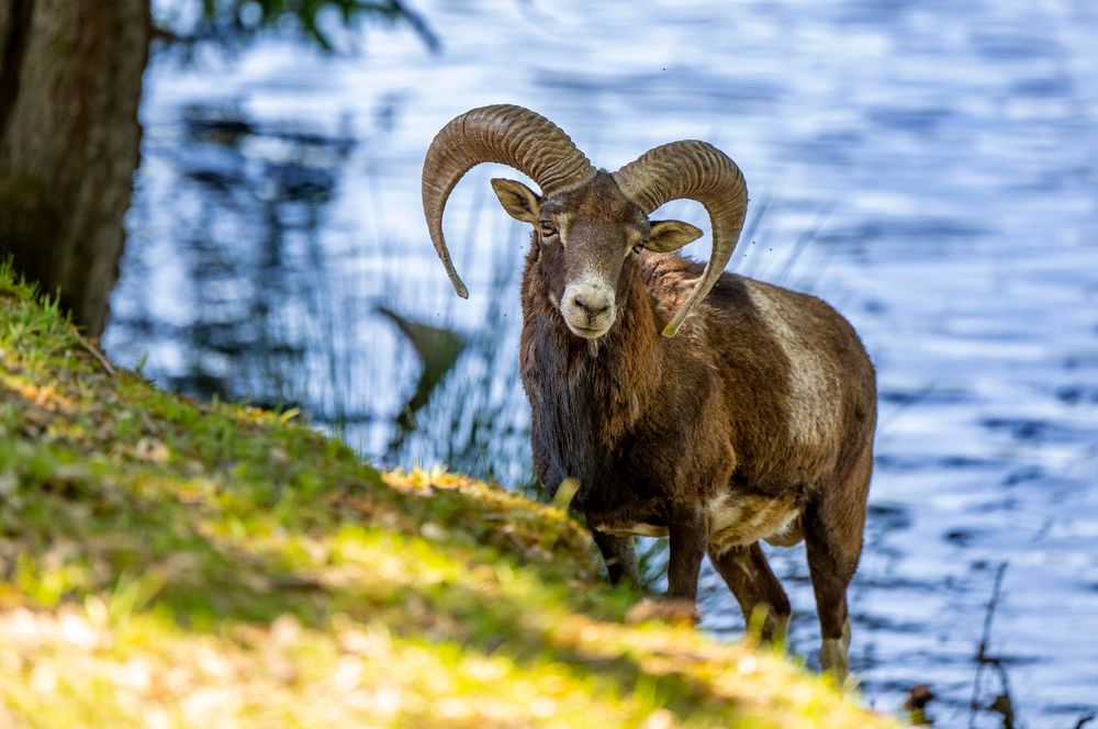 Tierpark Rheinböllen nw4w6r