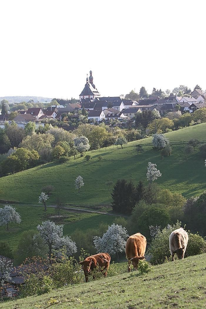 Gelber Punkt (Weißenfels): Spabrücken Weissenfels Walderlebniszentrum nuemk9