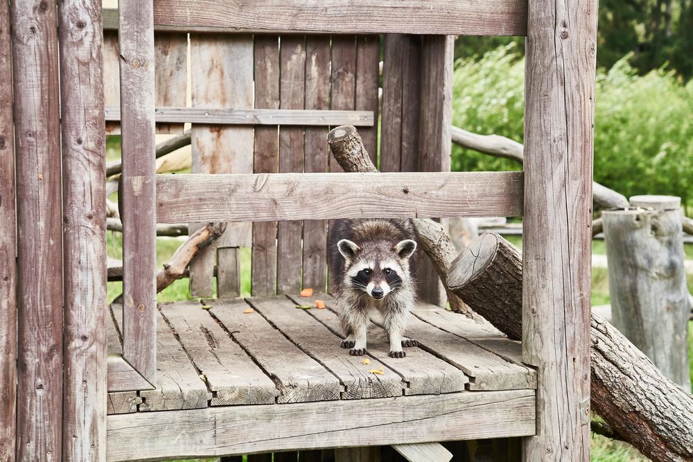 Tierpark Rheinböllen p5xu6o