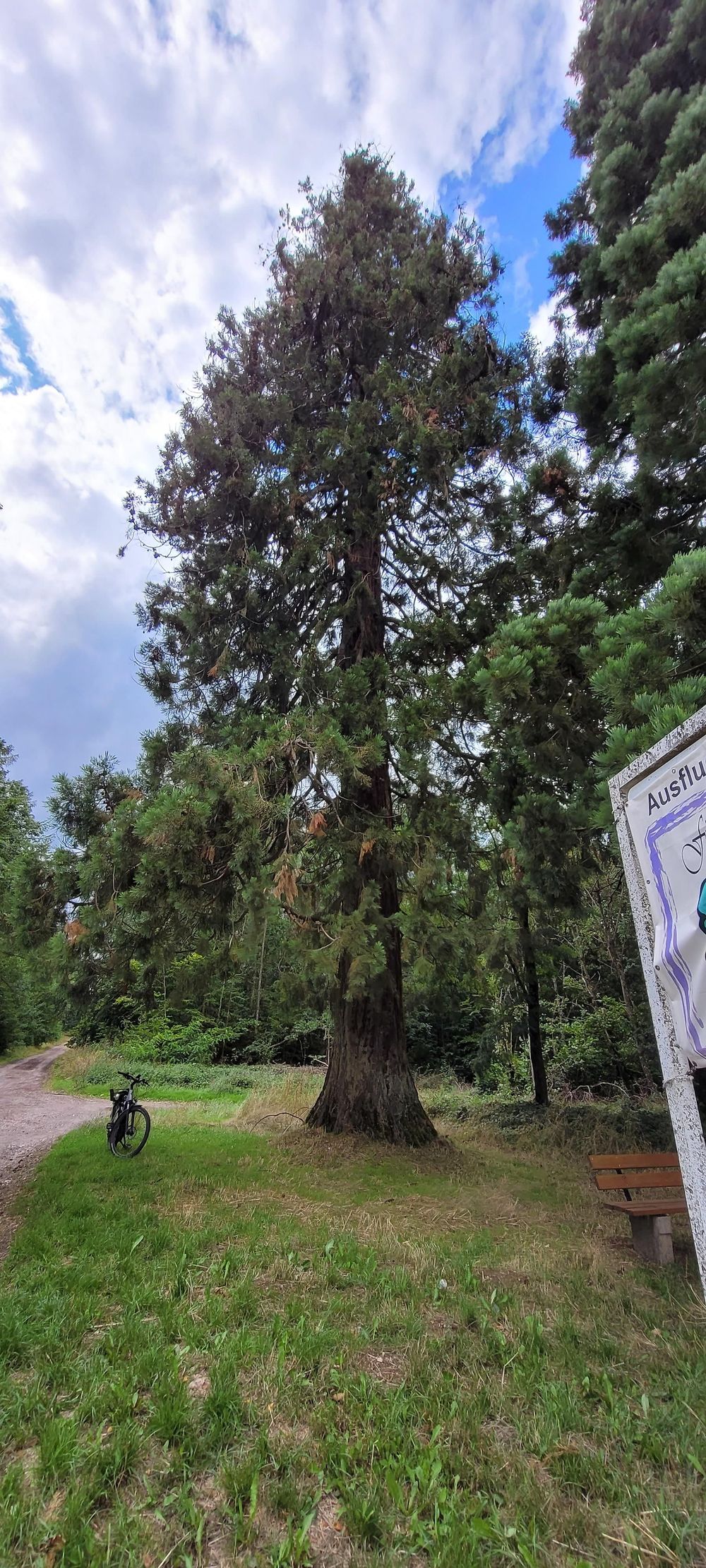 Holzhackerkreuz mit Mammutbäumen nml2ew