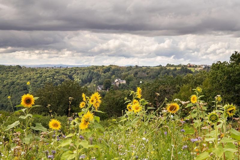 Aussichtspunkt in Ney mit Blick aufs Schönecker Schloss o69iwe