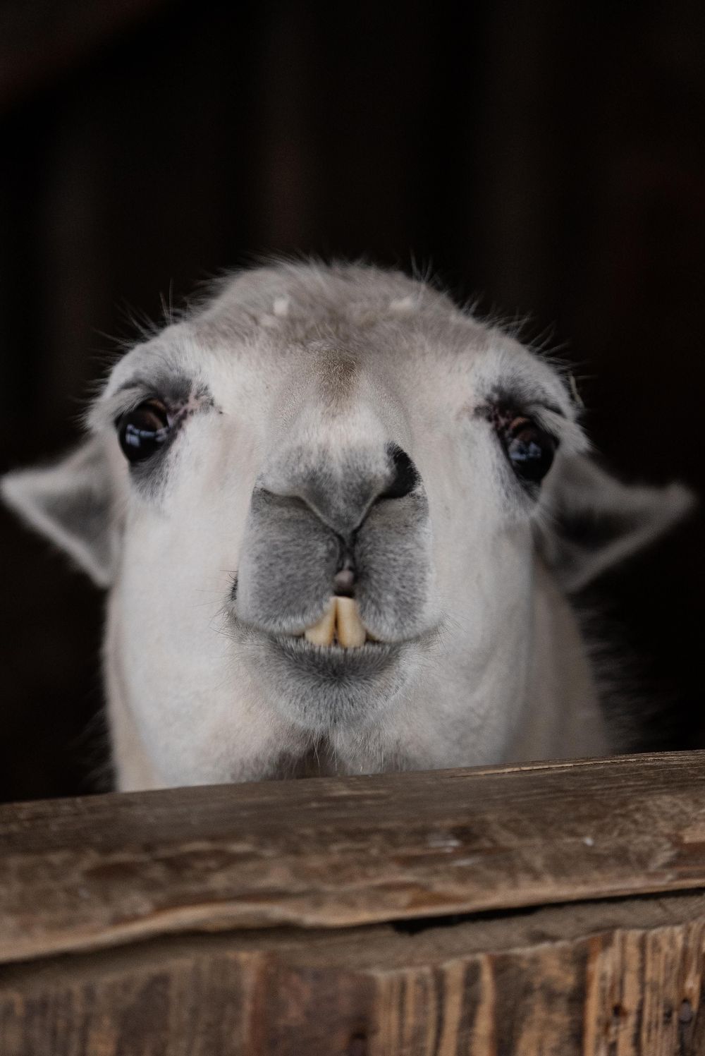 Tierpark Rheinböllen o0sex9