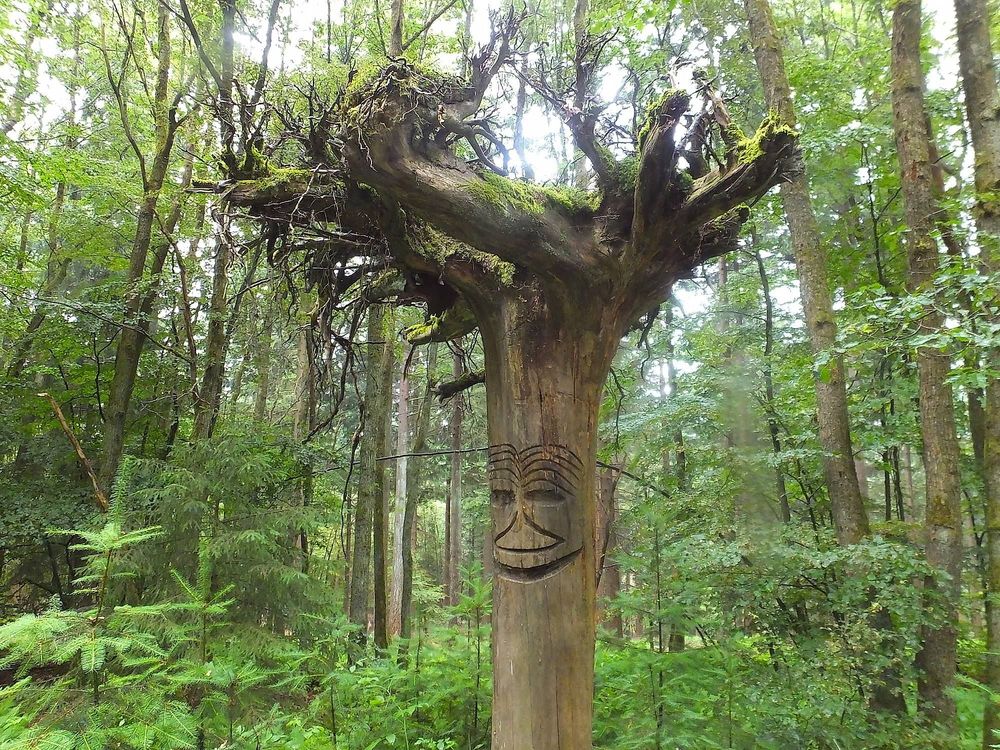 Traumschleife Rund um den Zauberwald mksr0v