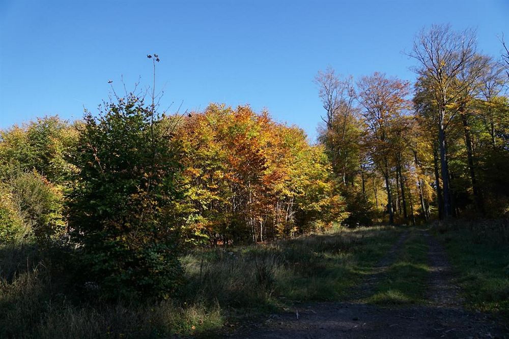 Steffi's Hochwaldidyll mjcina