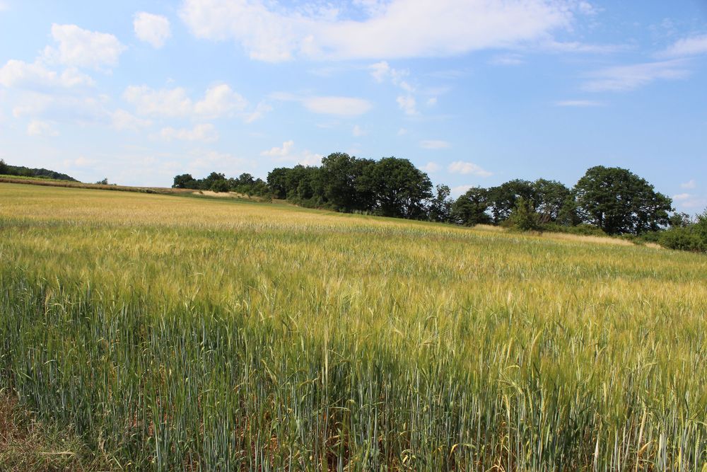 Rundtour Wißbergwanderweg in Hargesheim mf7ut0