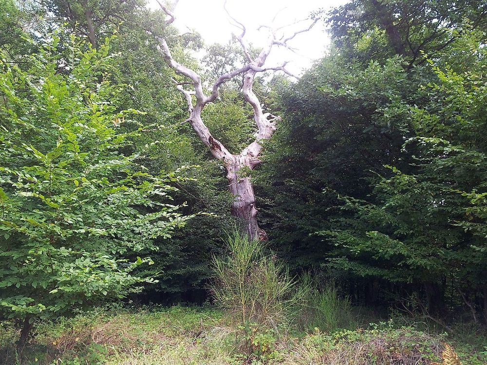 Waldgeist Traumschleife Oberes Baybachtal mdpryn
