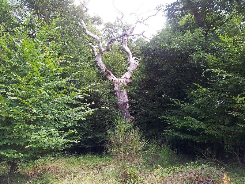 pois/waldgeist-xtraumschleife-oberes-baybachtal-211f