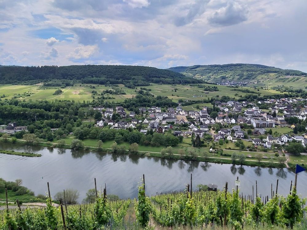Weinlehrpfad Pünderich loikmt