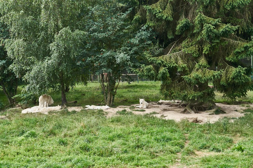 Tierpark Rheinböllen lj7e8z