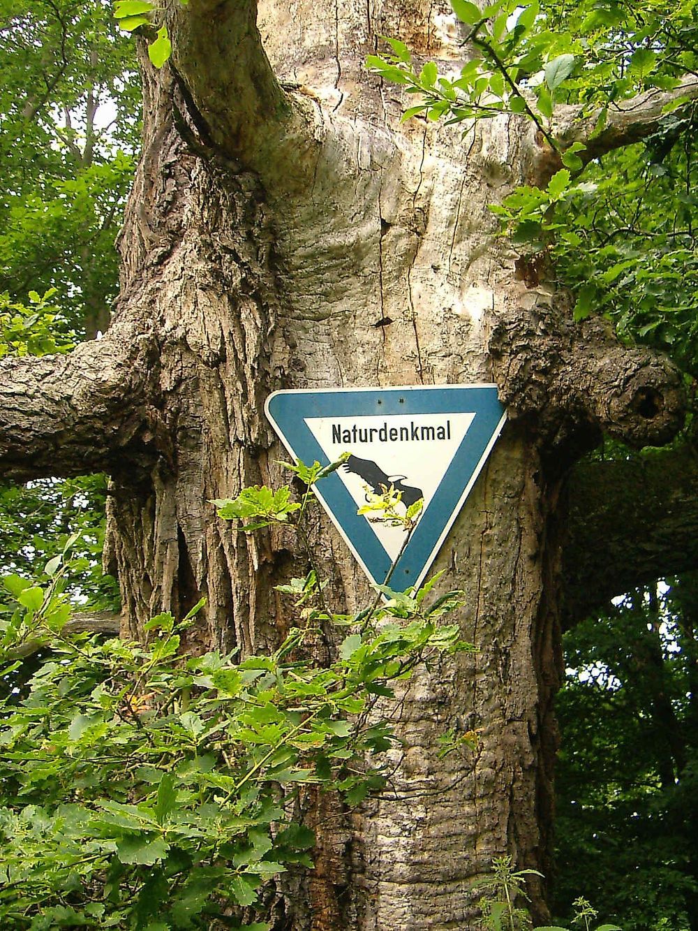 Schinderhannes Raubroute im Antestal m7aahy