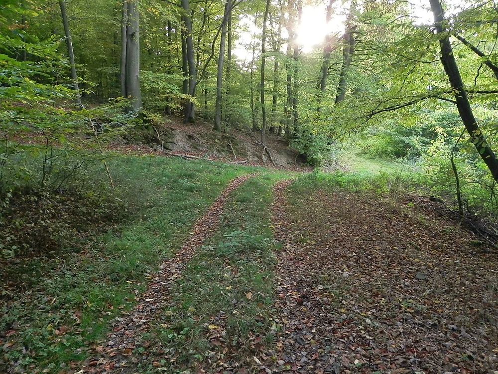 Wanderung von Weiler bei Monzingen nach Auen krzsbe
