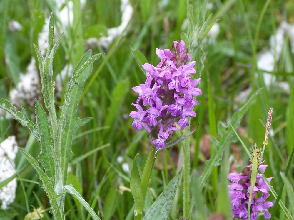 Meckenbacher Orchideenweg m2k2vv