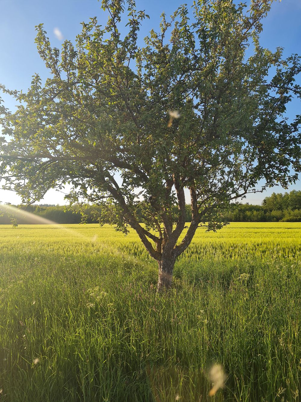 Kirchspiel Wanderweg rund um Blankenrath m12ll4