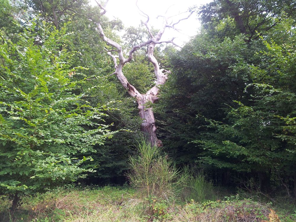 Gehaichnisweg Bickenbach kjtosd
