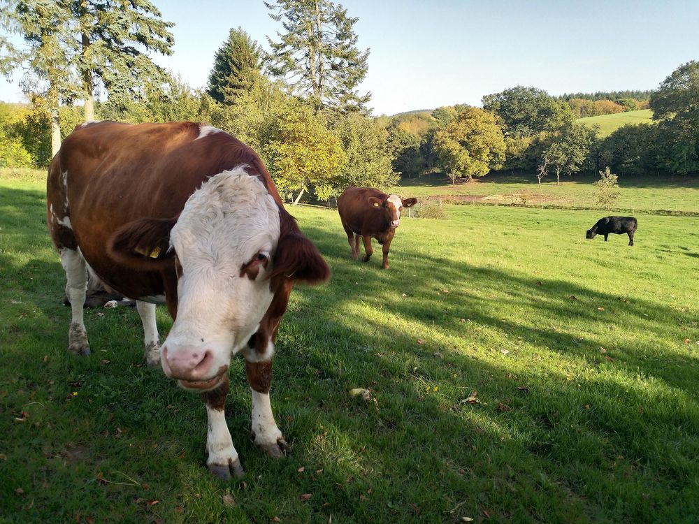 Landhaus SoonZauber kbnvpj