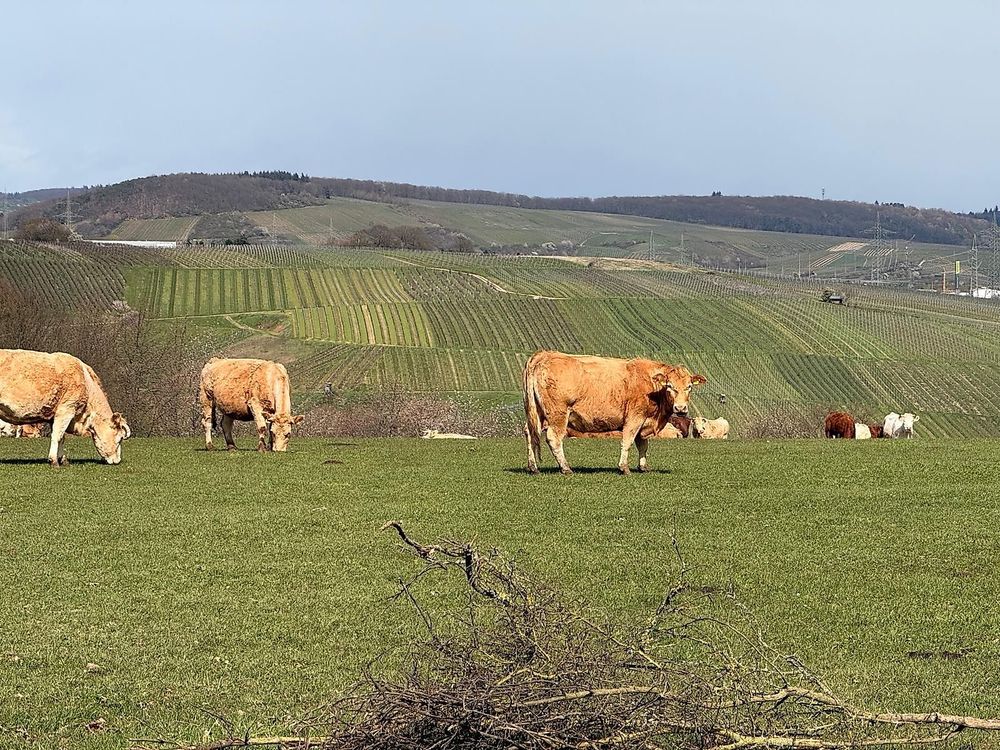 Ferienwohnung zum Buchfeld kbmksi