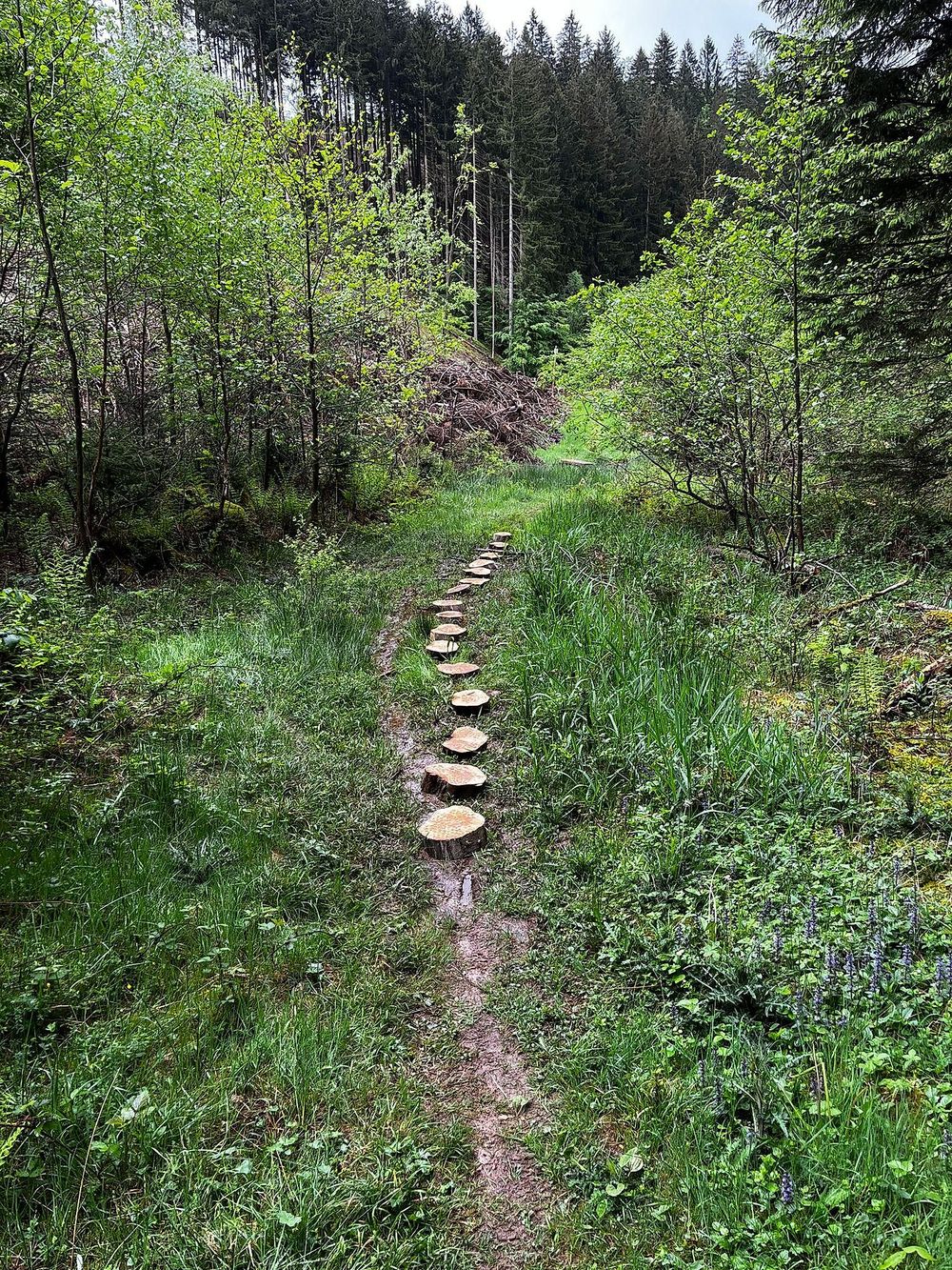 Traumschleifchen "Dä hohle Wää" jxvq4l