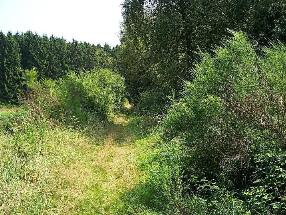 TRAUMSCHLEIFE Greimerather Höhenweg l7h121