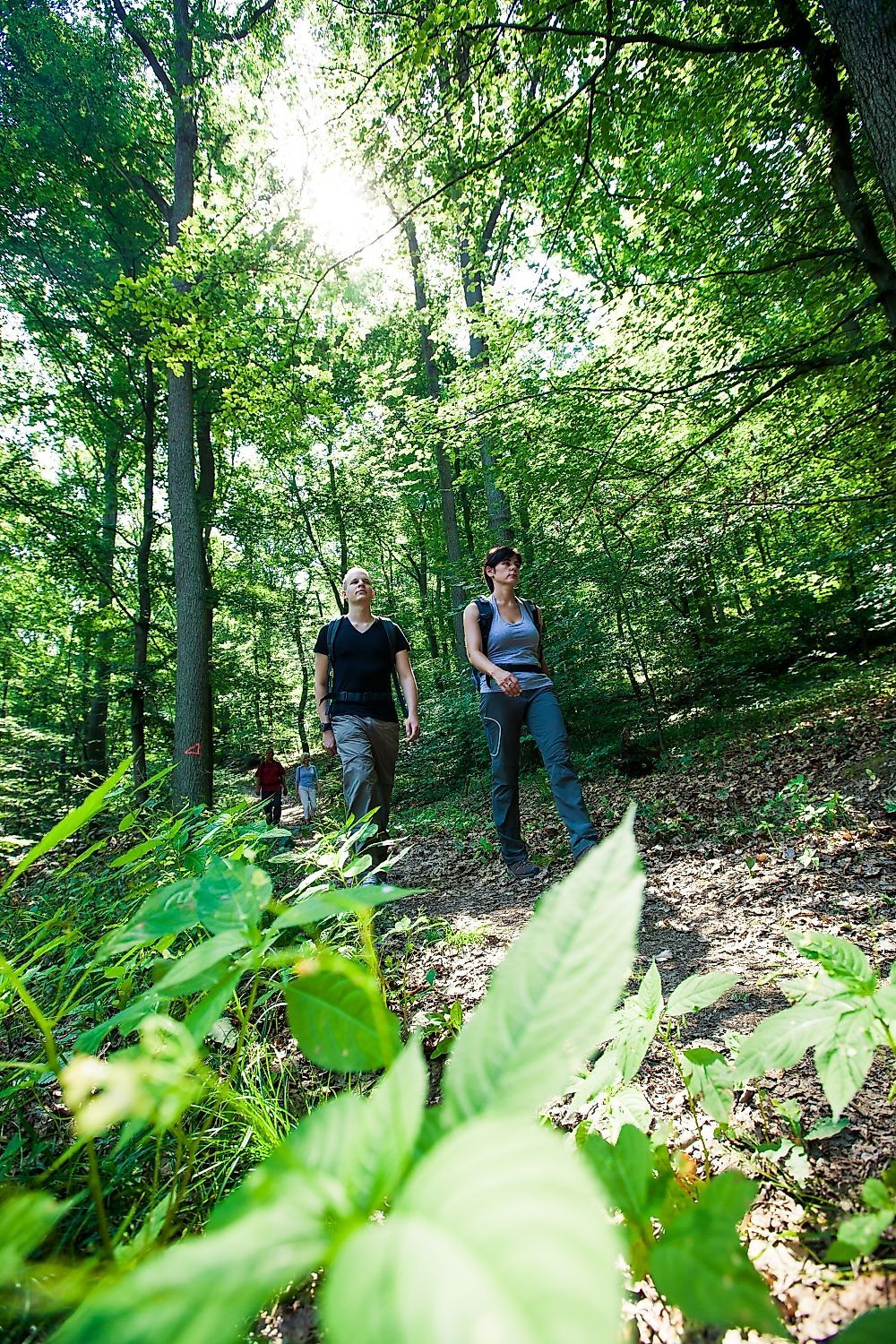 Kleiner Rundweg jthj9h