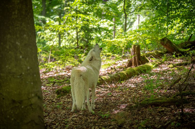Traumschleife Wolfsweg jt9mek