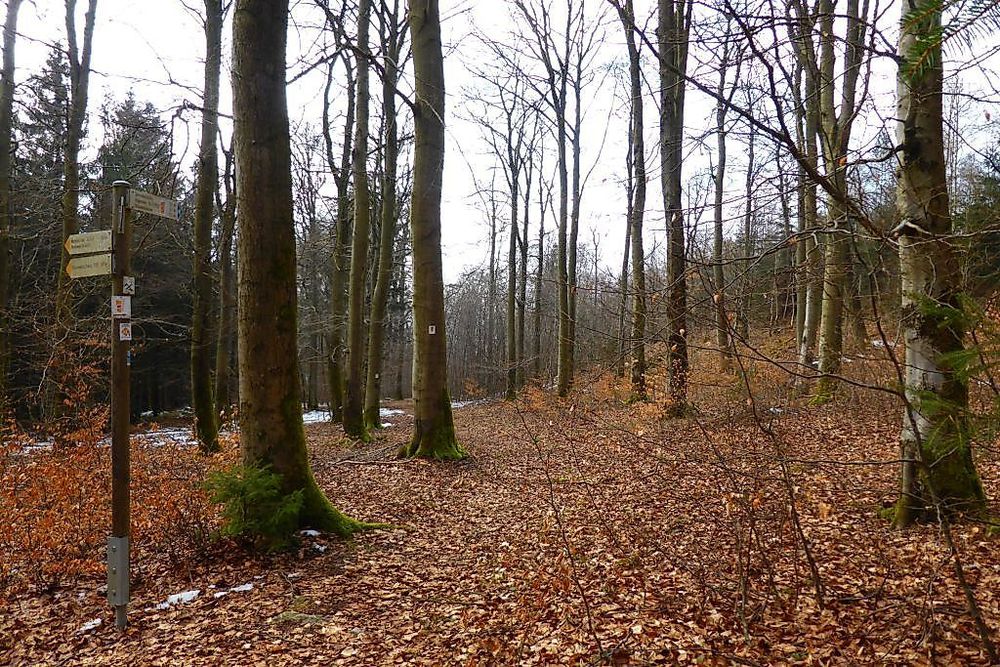 Soonwaldsteig   Zuweg Seesbach 1 jqkwqy