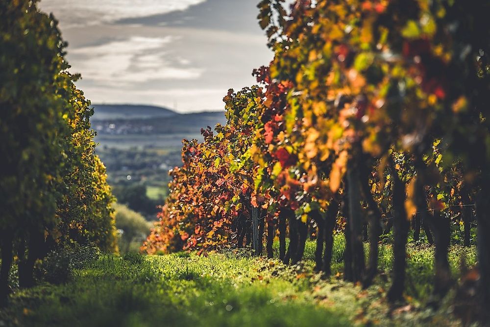 Wein  und Wiesentour Rüdesheim jqeh0b