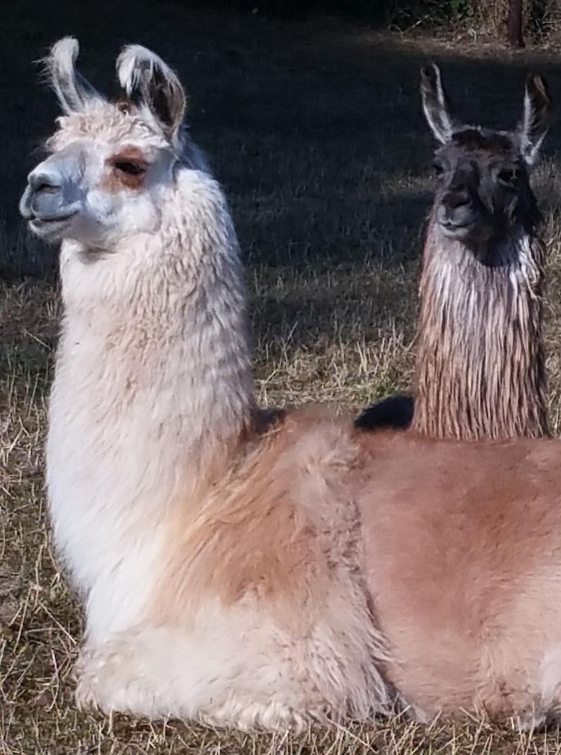 Lama Alpakawanderung: Schnuppertour mit Imbiss k7wta2