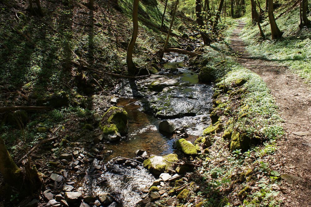 Kirn K1 / Durchs Trübenbachtal und rund um den Katharinenkopf k5slyc