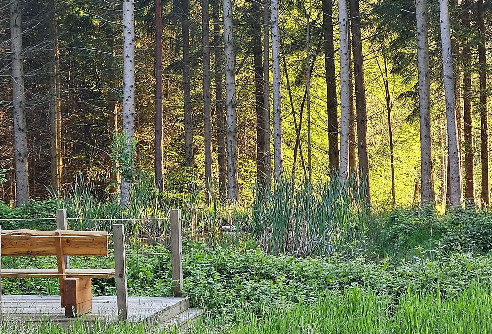 Traumschleifchen Junge Wald j5ipzk