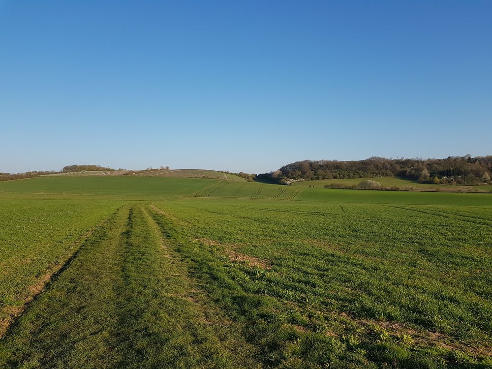 Rundtour Straußberg Wingertwanderweg in Hargesheim j4gudf