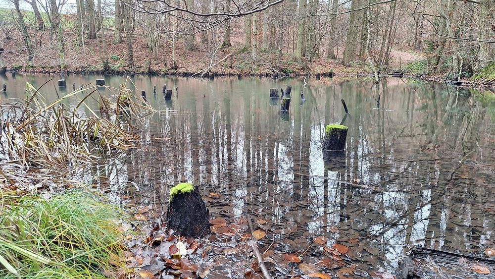 Teich am Kriesbächelche j44a8c