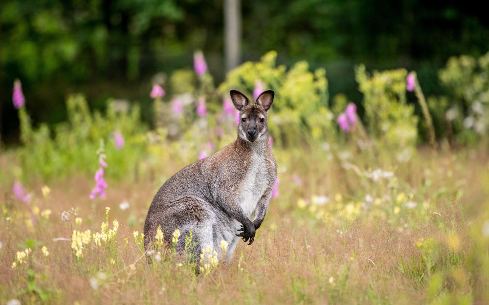 Tierpark Rheinböllen j1qhuz