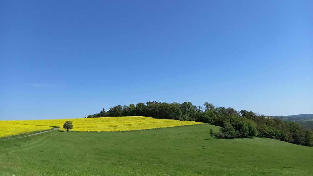 Traumschleife "Oberes Baybachtal" j0wwvc