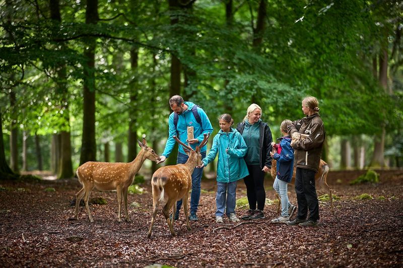 Jubiläumsfest 60  Jahre Wildfreigehege Wildenburg j11knv