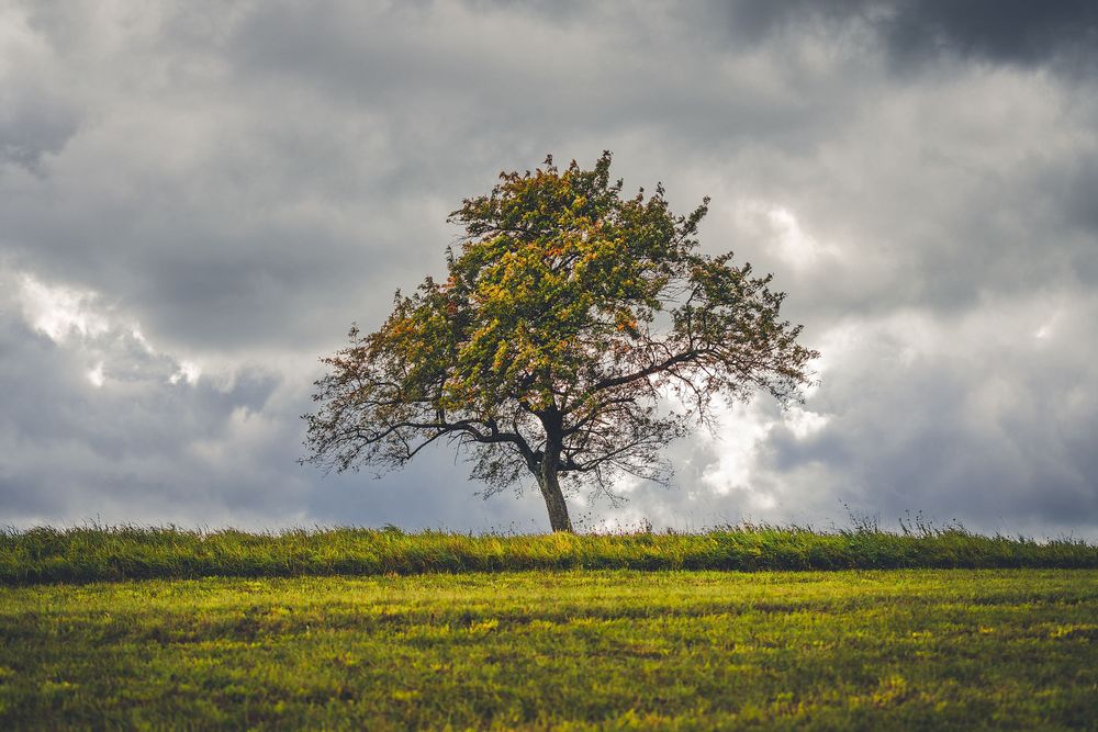 Weinwanderweg Waldböckelheim hijz2g
